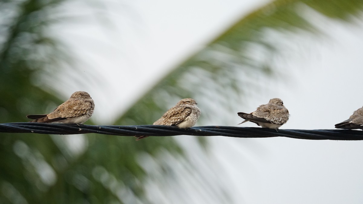 Sand-colored Nighthawk - Paul Gössinger