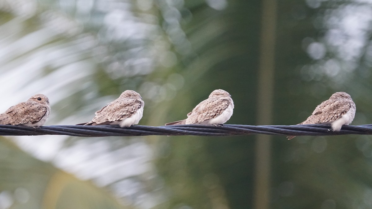 Sand-colored Nighthawk - Paul Gössinger