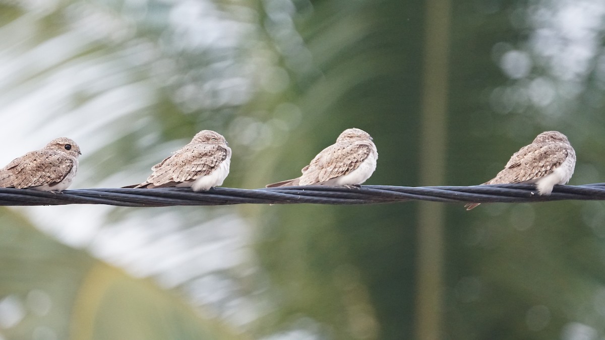 Sand-colored Nighthawk - Paul Gössinger