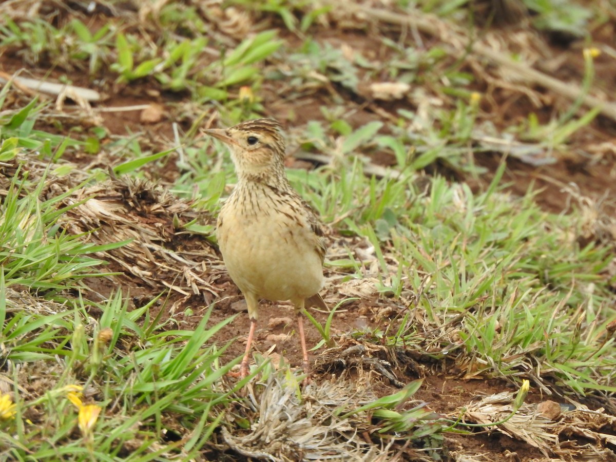 Oriental Skylark - ML619519006