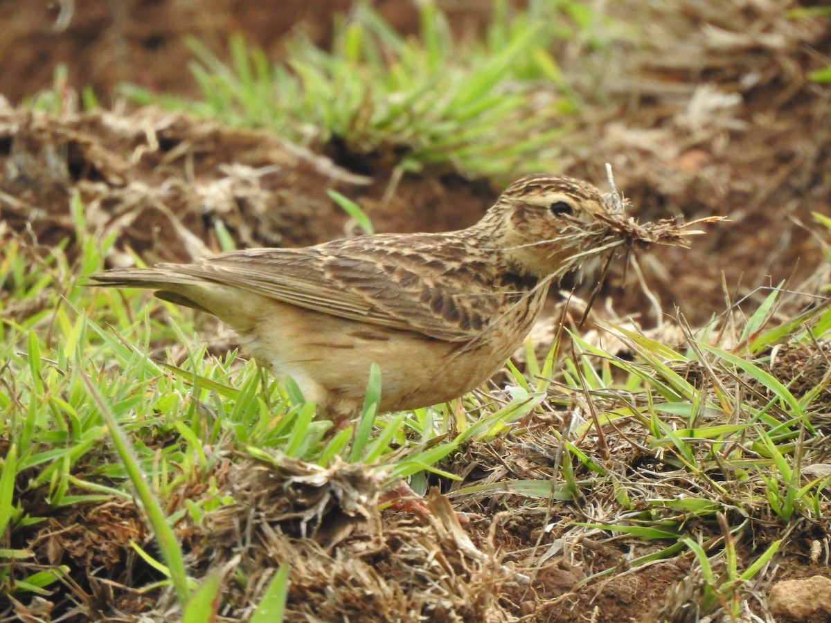 זרעית קטנה - ML619519007
