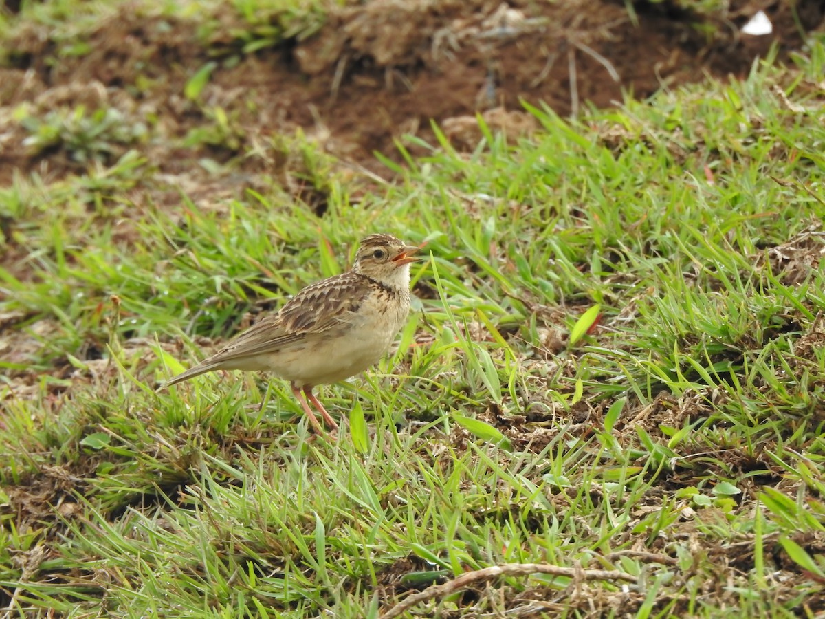 Oriental Skylark - Fayis T