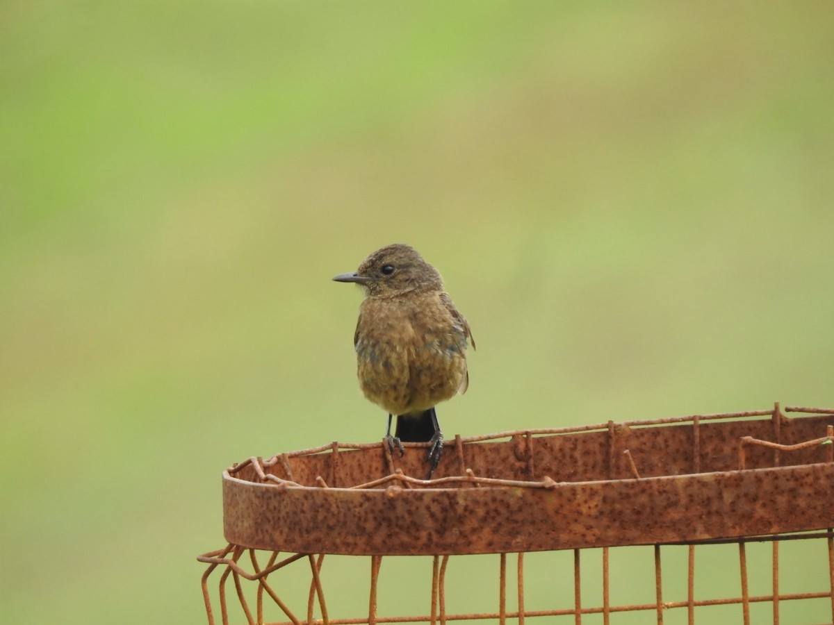 Pied Bushchat - Fayis T