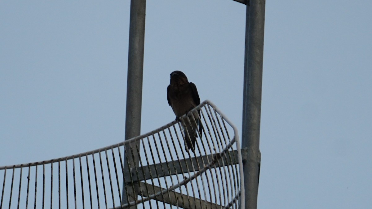 Gray-breasted Martin - Paul Gössinger