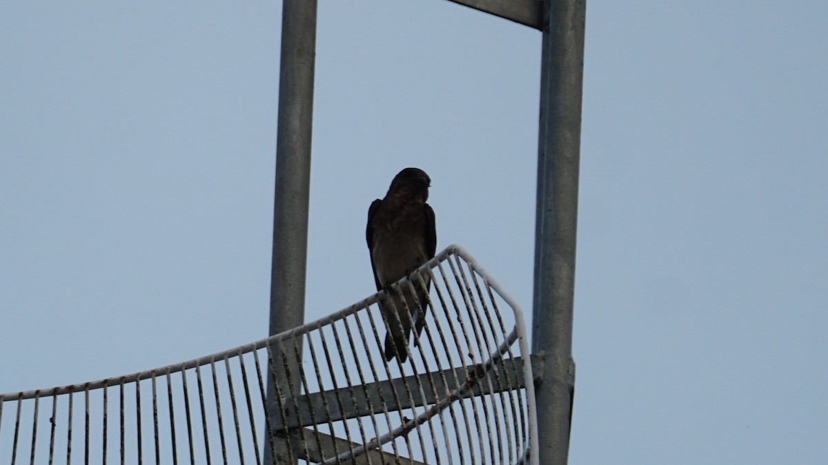 Gray-breasted Martin - Paul Gössinger