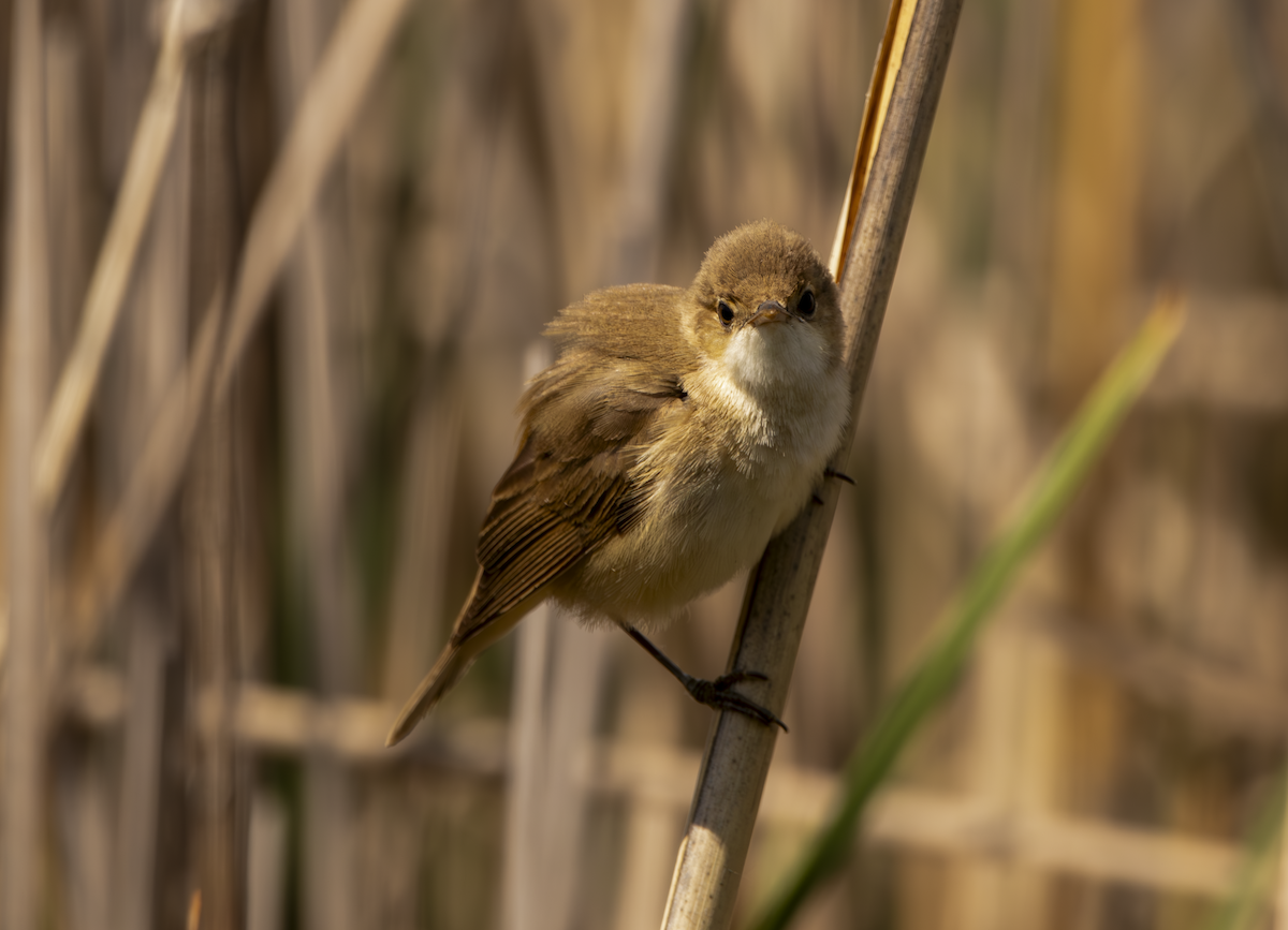 Common Reed Warbler - Natalia Drabina