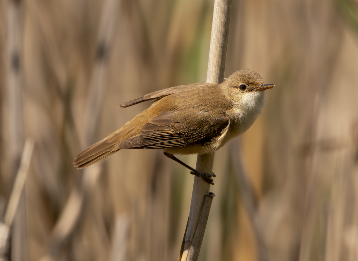 Common Reed Warbler - Natalia Drabina