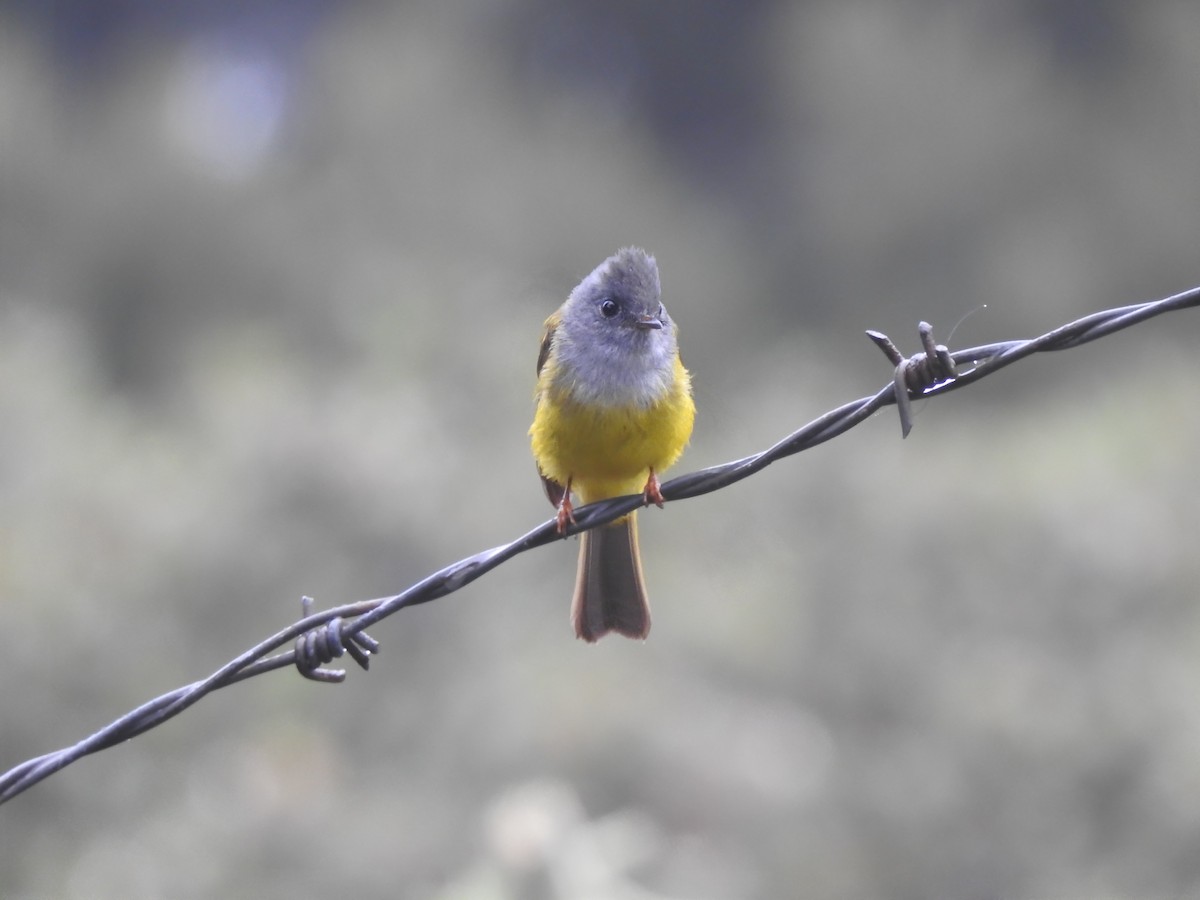 Gray-headed Canary-Flycatcher - ML619519022