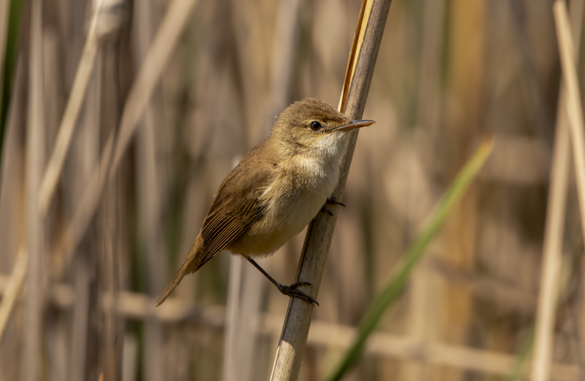 Common Reed Warbler - Natalia Drabina