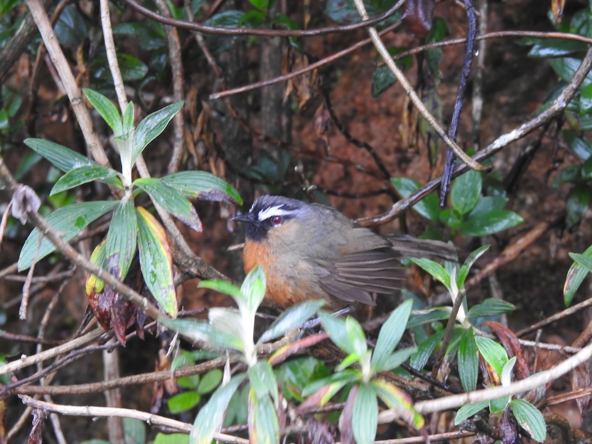 Nilgiri Laughingthrush - Fayis T