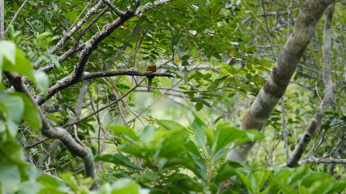 Jacamar à couronne bleue - ML619519029