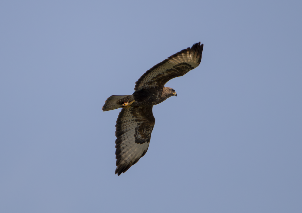 Common Buzzard - Natalia Drabina