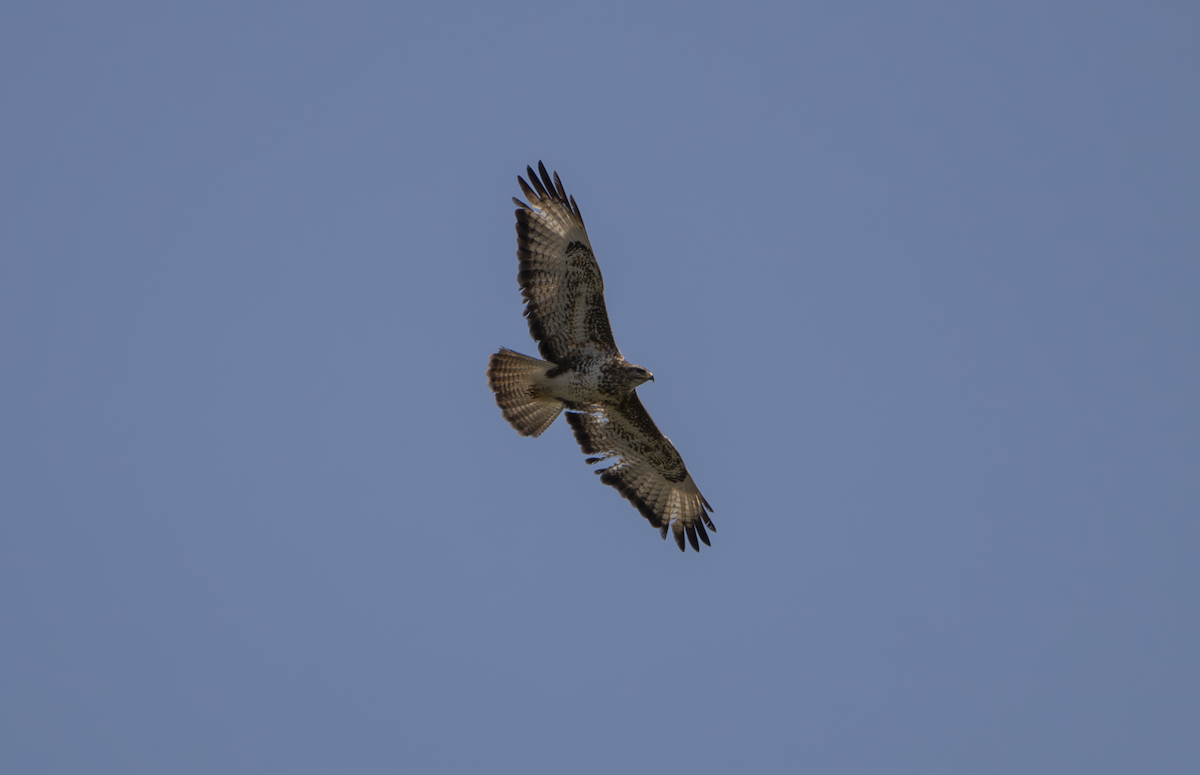 Common Buzzard - Natalia Drabina