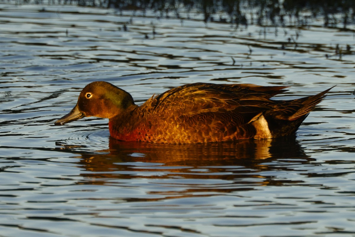 Brown Teal - ML619519048