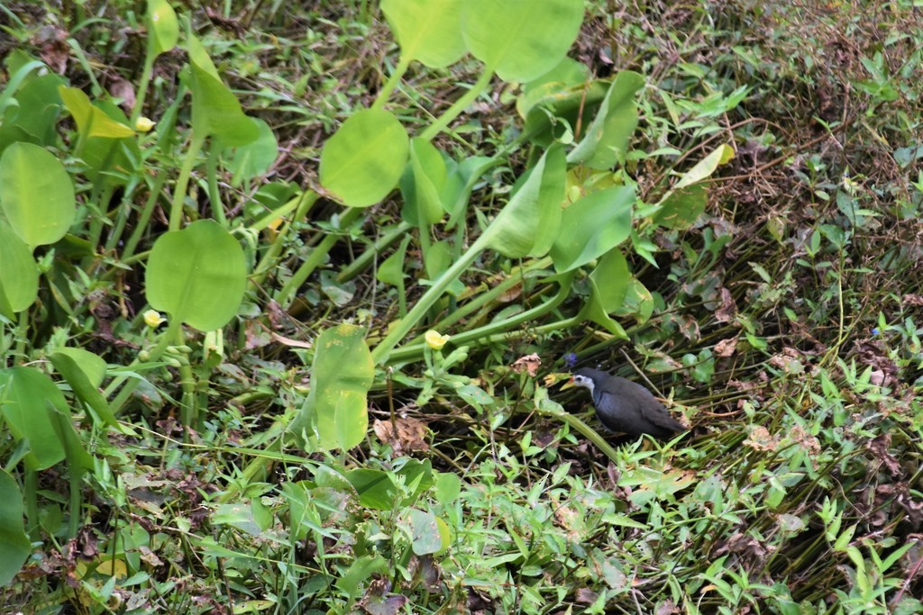 White-breasted Waterhen - Jorge Juan Rueda