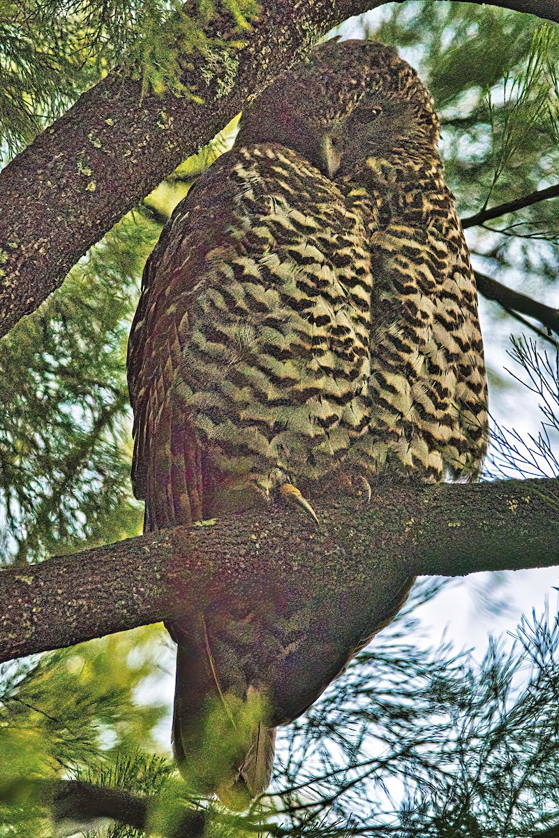 Powerful Owl - Alfons  Lawen