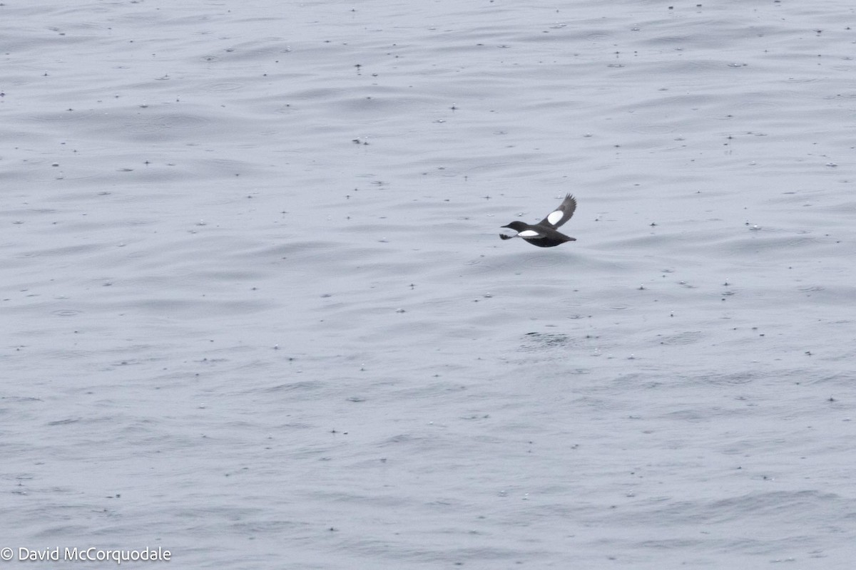 Black Guillemot - David McCorquodale