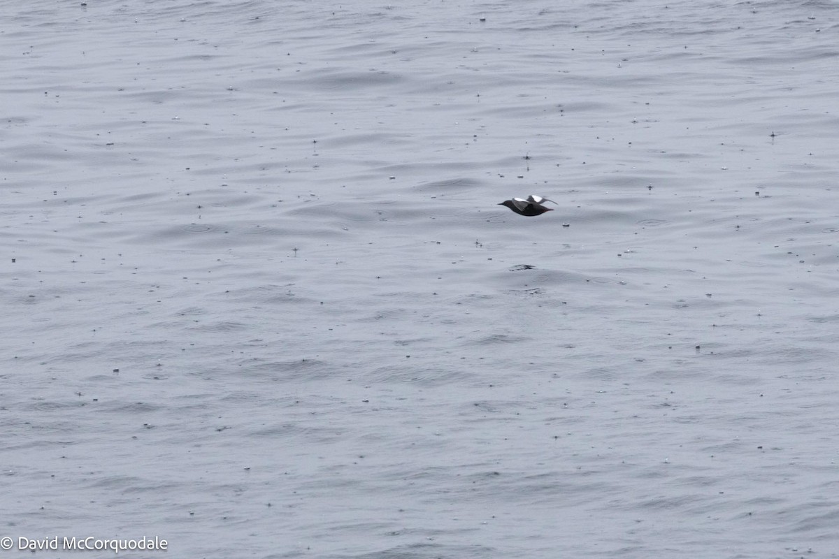 Black Guillemot - David McCorquodale