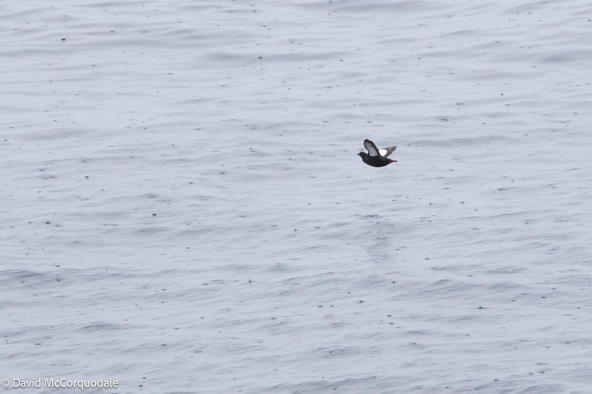 Black Guillemot - David McCorquodale