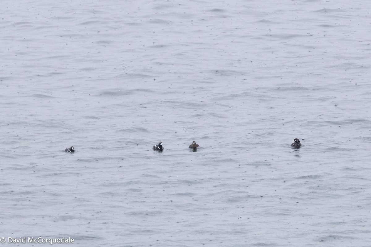 Harlequin Duck - ML619519059