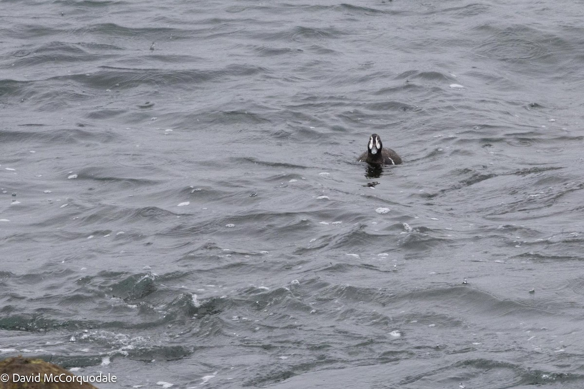 Harlequin Duck - ML619519061