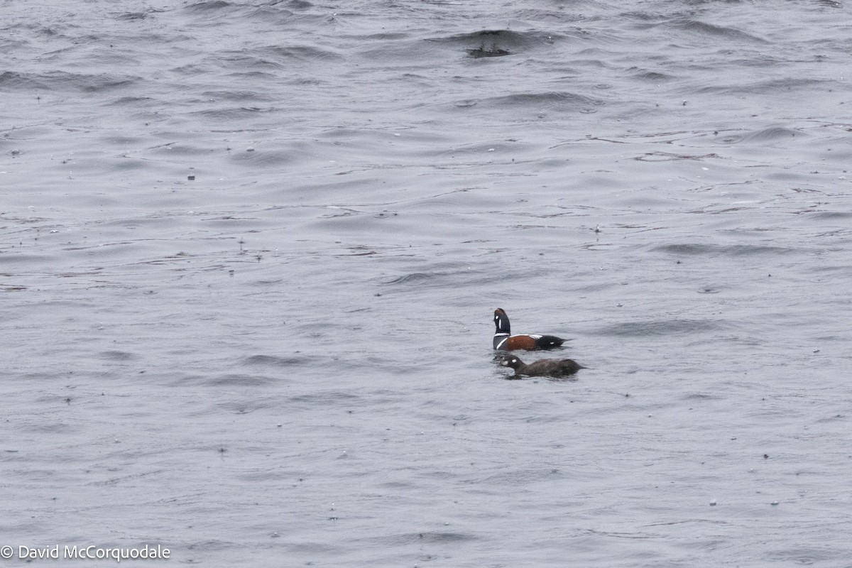 Harlequin Duck - ML619519063