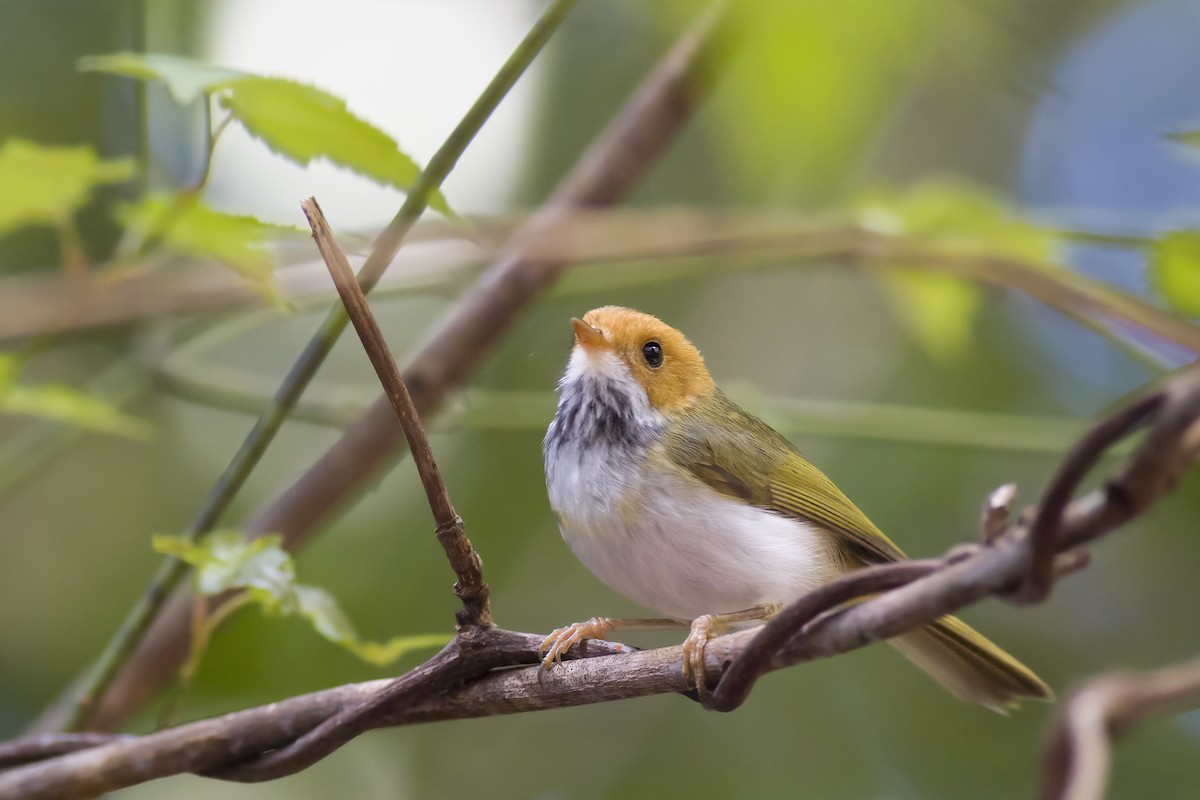 Rufous-faced Warbler - u7 Liao