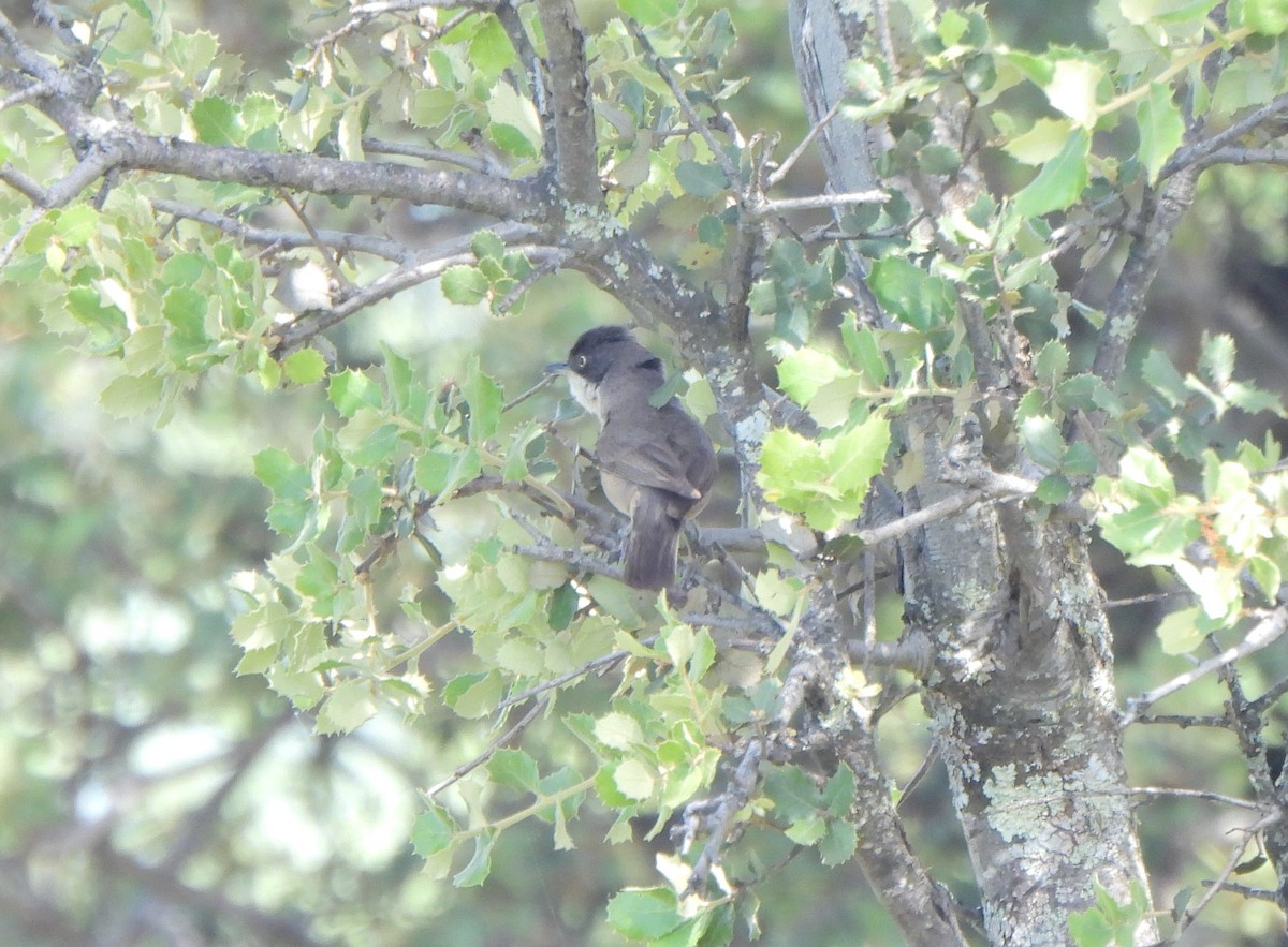 Western Orphean Warbler - Ignacio Barrionuevo