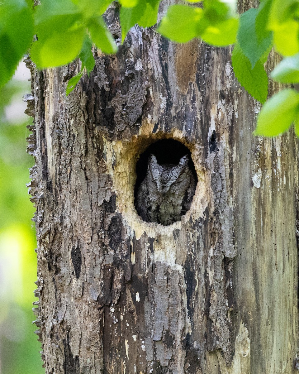 Eastern Screech-Owl - Varun Sharma