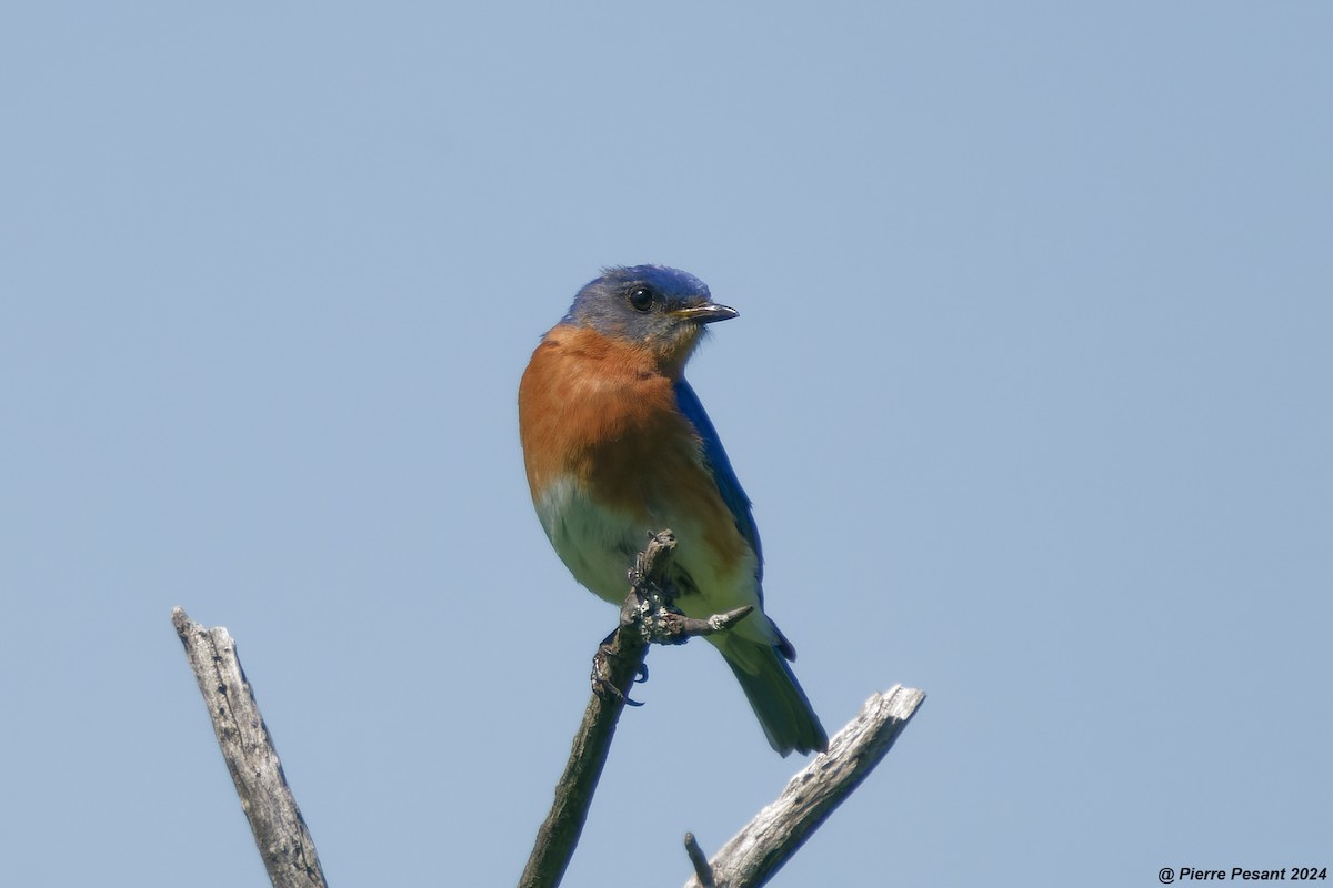 Eastern Bluebird - Pierre Pesant