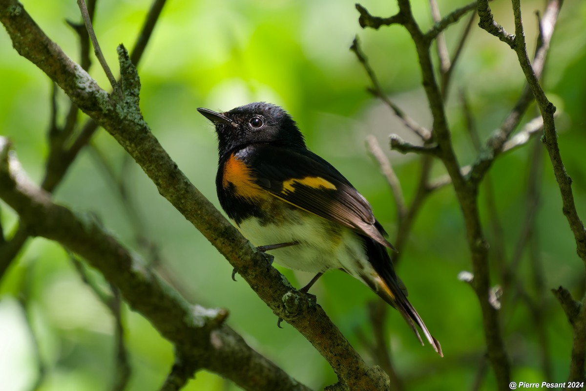 American Redstart - Pierre Pesant