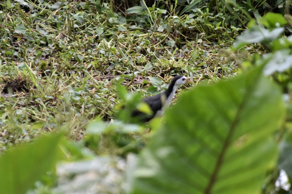 White-breasted Waterhen - Jorge Juan Rueda