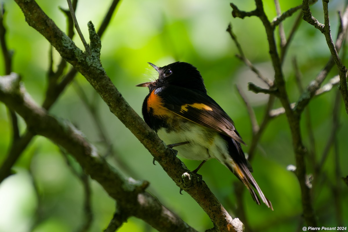 American Redstart - Pierre Pesant