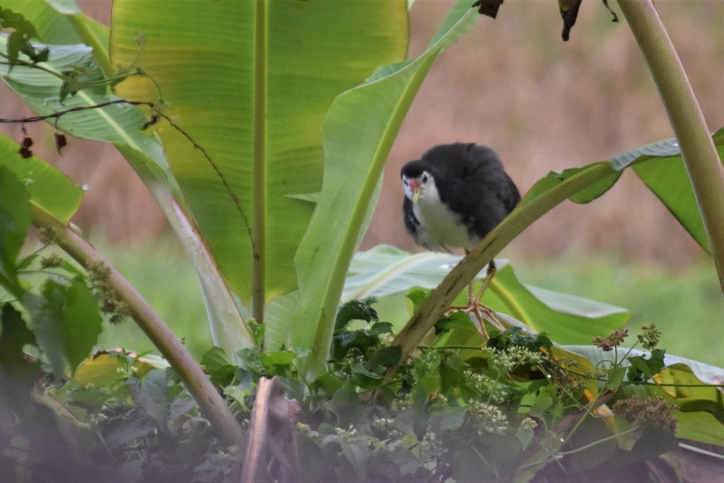 White-breasted Waterhen - Jorge Juan Rueda