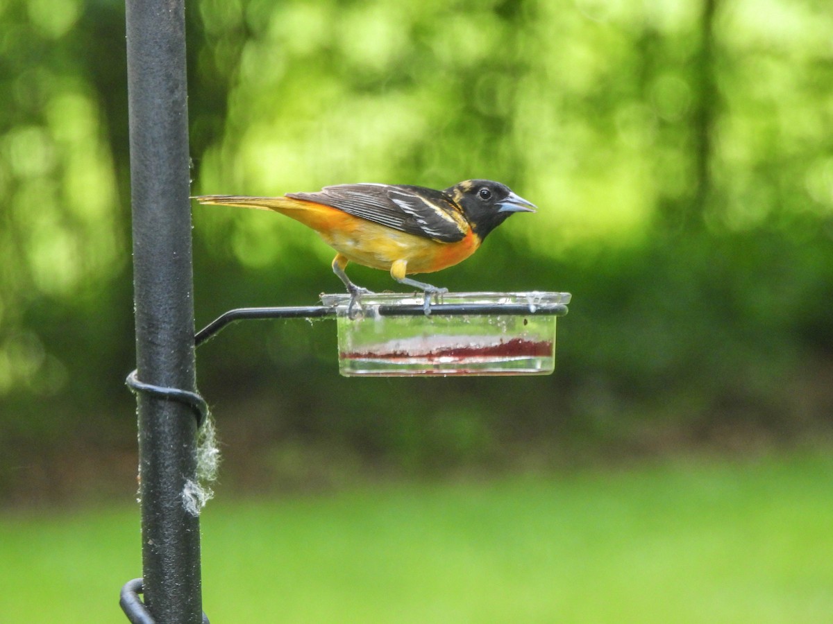 Baltimore Oriole - Susan Brauning