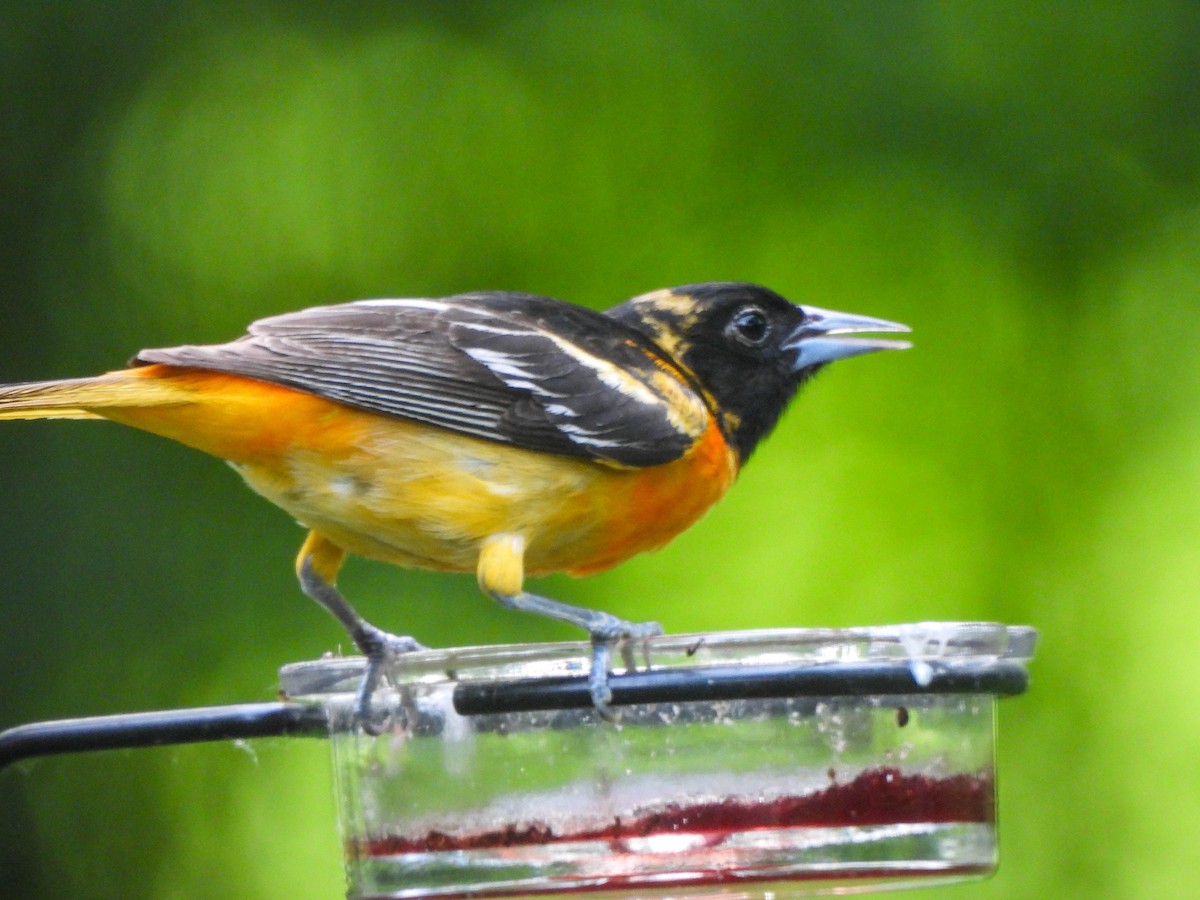 Baltimore Oriole - Susan Brauning