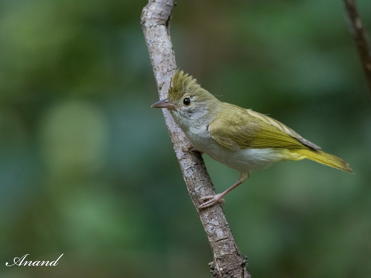 Haubenvireo - ML619519104