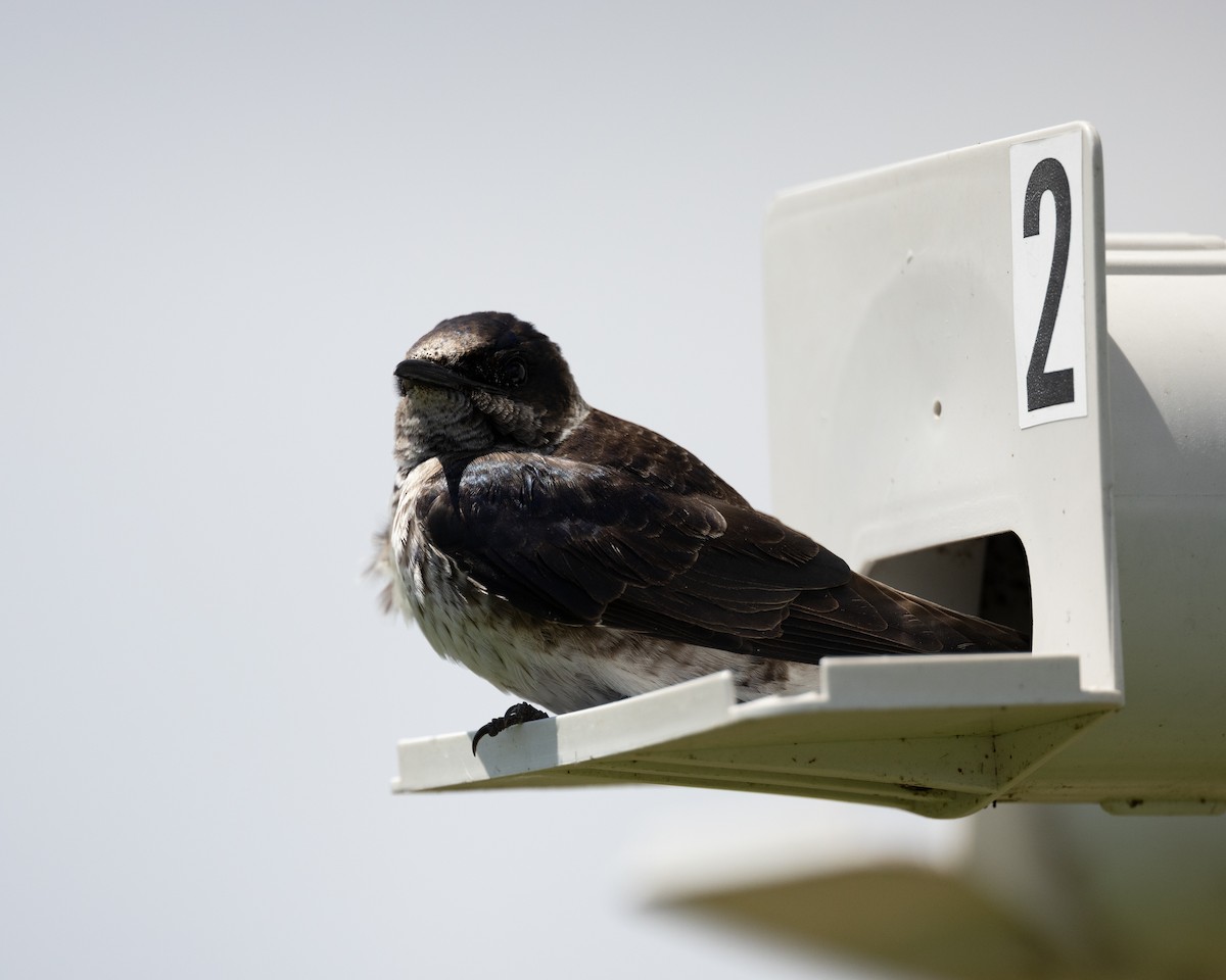 Purple Martin - Varun Sharma