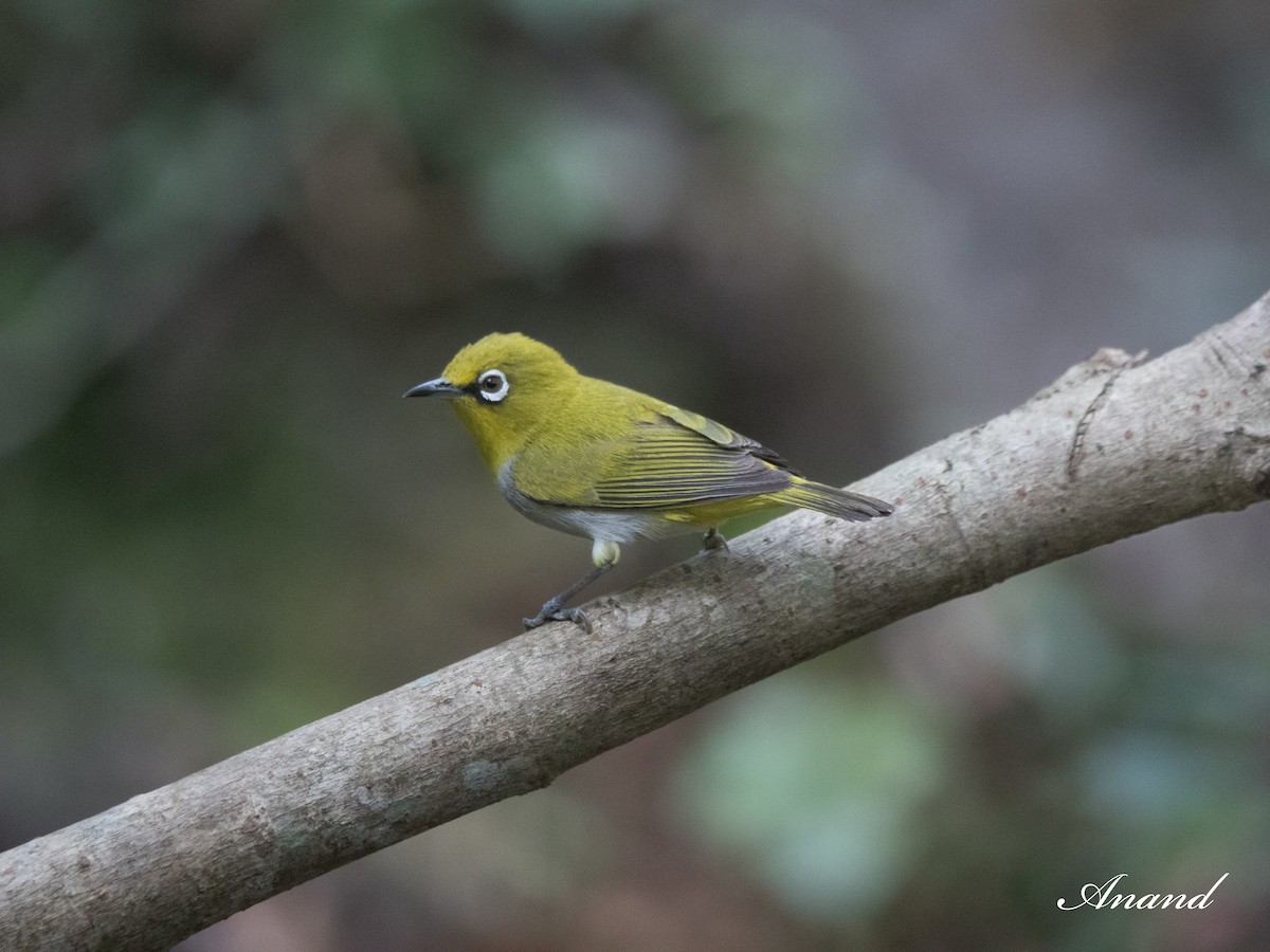 Indian White-eye - Anand Singh