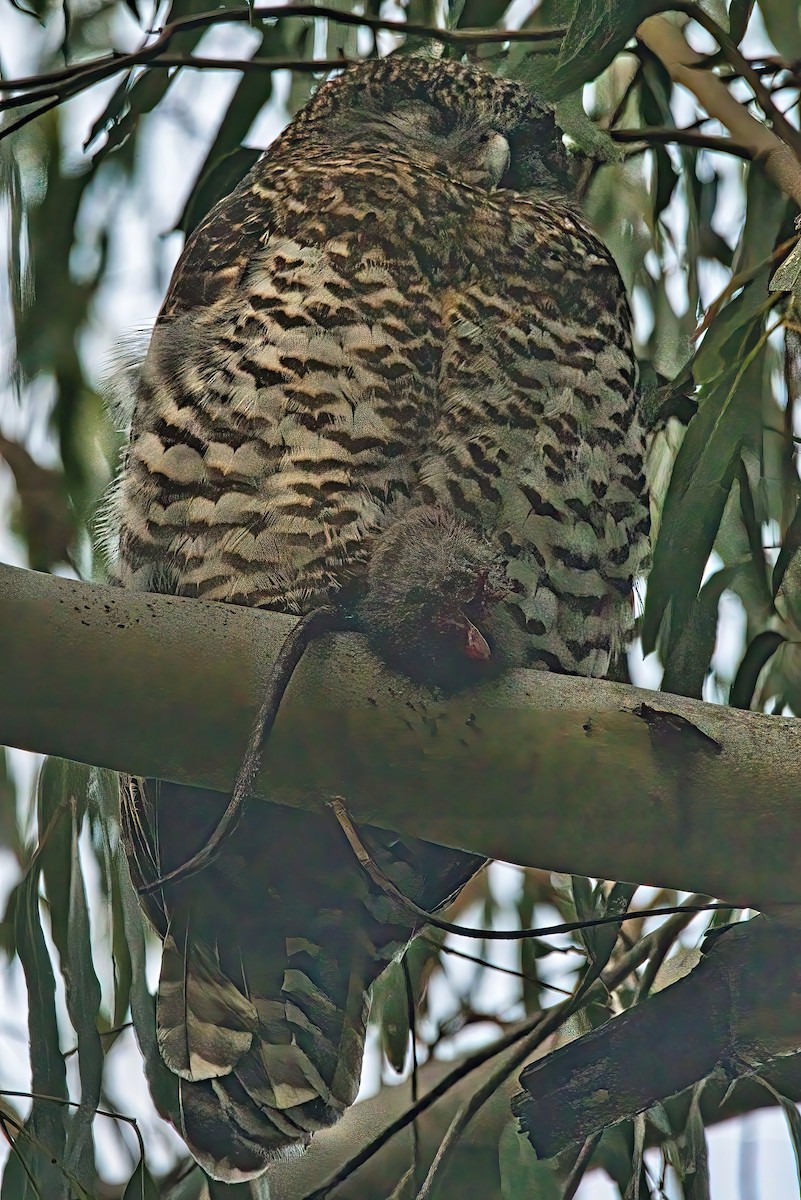 Powerful Owl - Alfons  Lawen