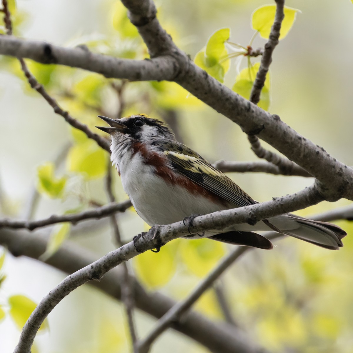 Chestnut-sided Warbler - Christine Pelletier et (Claude St-Pierre , photos)