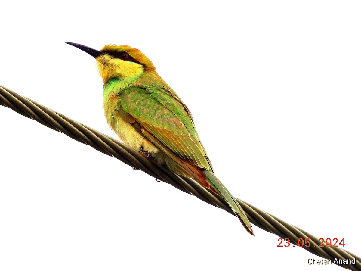 Asian Green Bee-eater - Chetan Anand