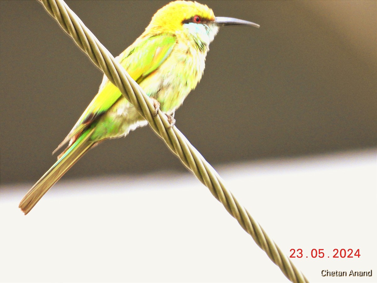 Asian Green Bee-eater - Chetan Anand