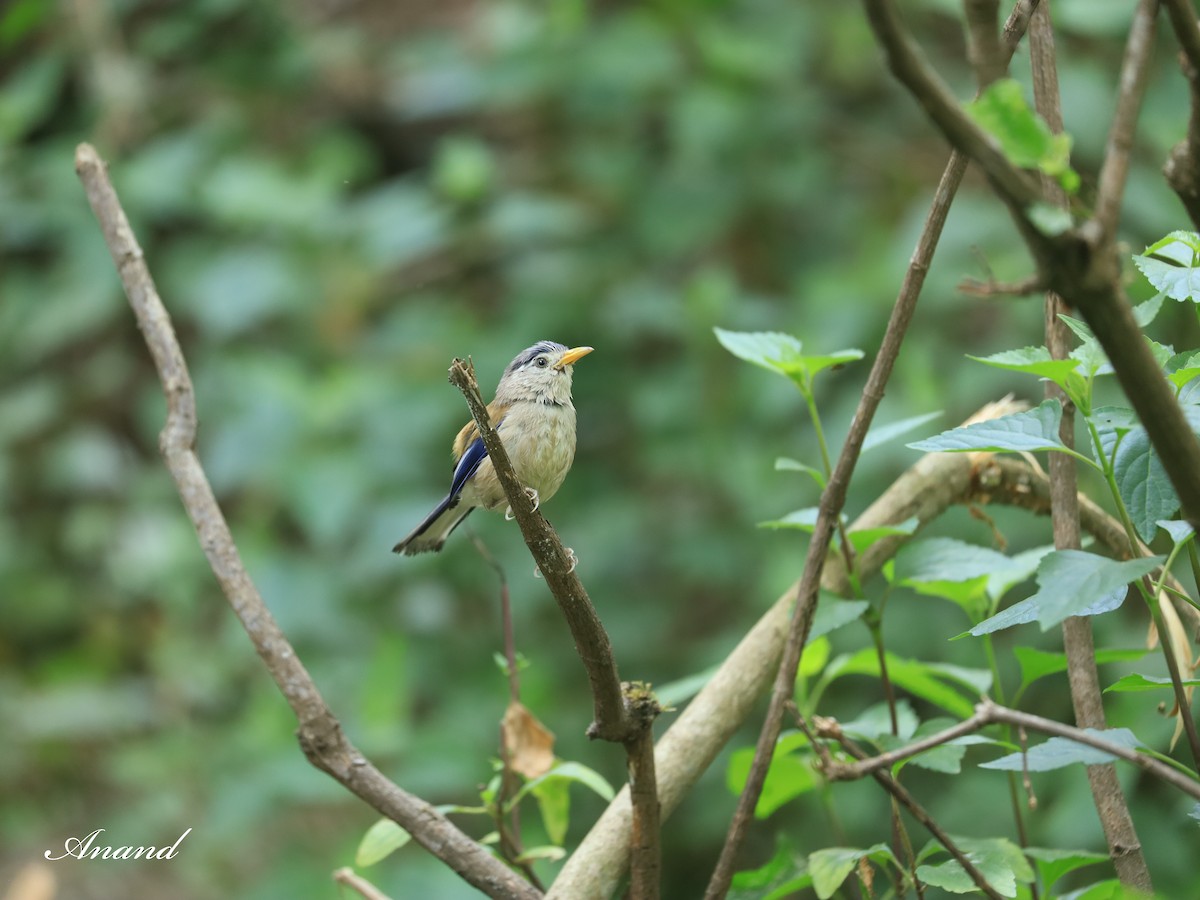 Blue-winged Minla - Anand Singh