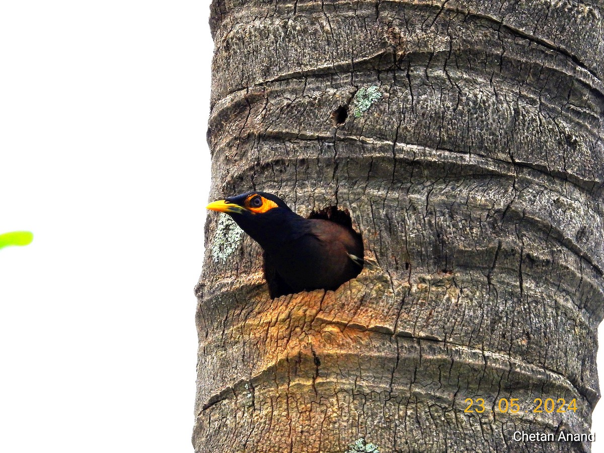 Common Myna - Chetan Anand