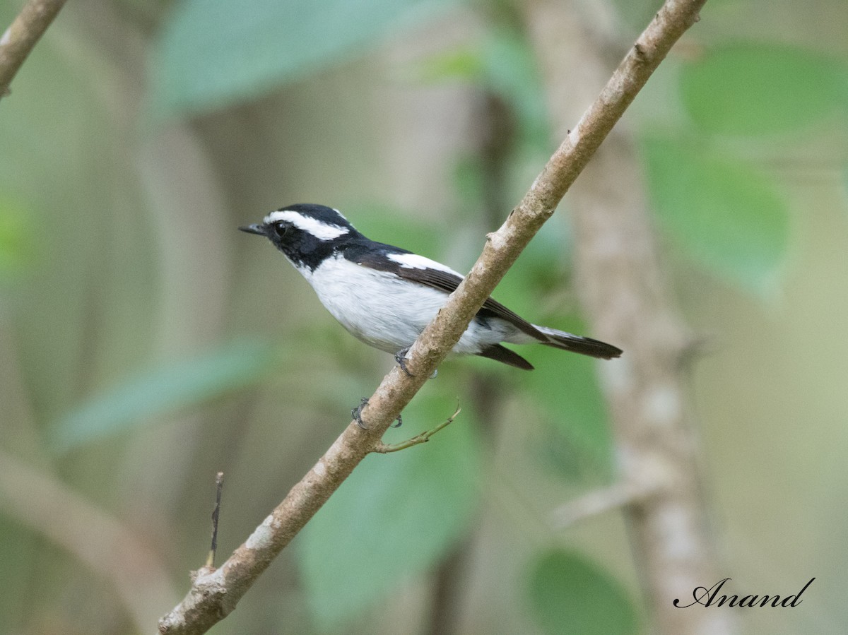 Little Pied Flycatcher - Anand Singh