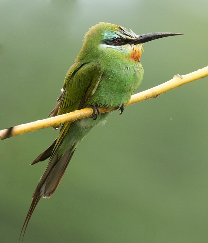 Blue-cheeked Bee-eater - Bushana Kalhara