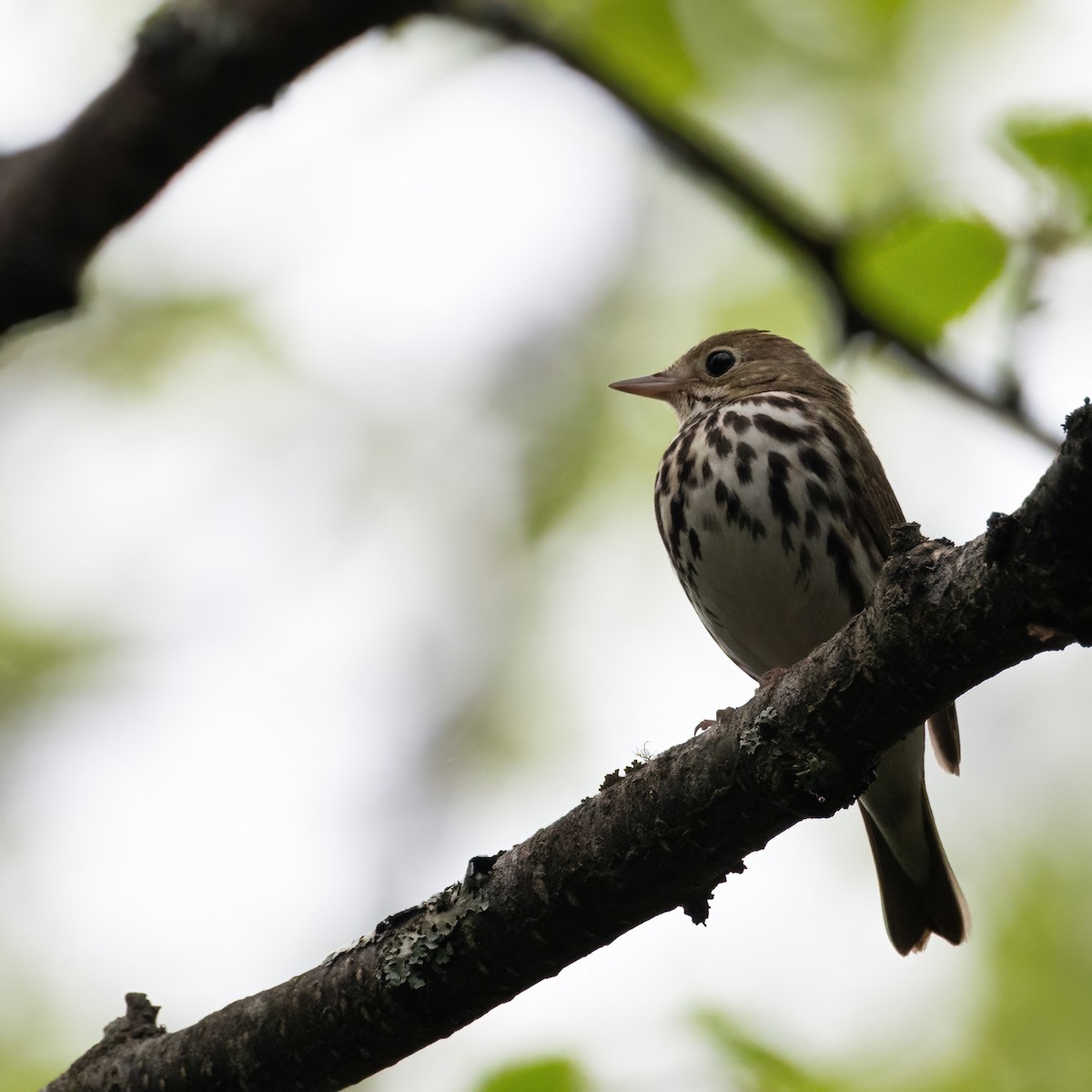 Ovenbird - Christine Pelletier et (Claude St-Pierre , photos)