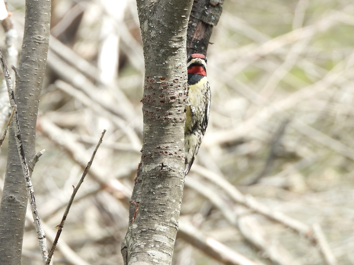 Yellow-bellied Sapsucker - Anonymous