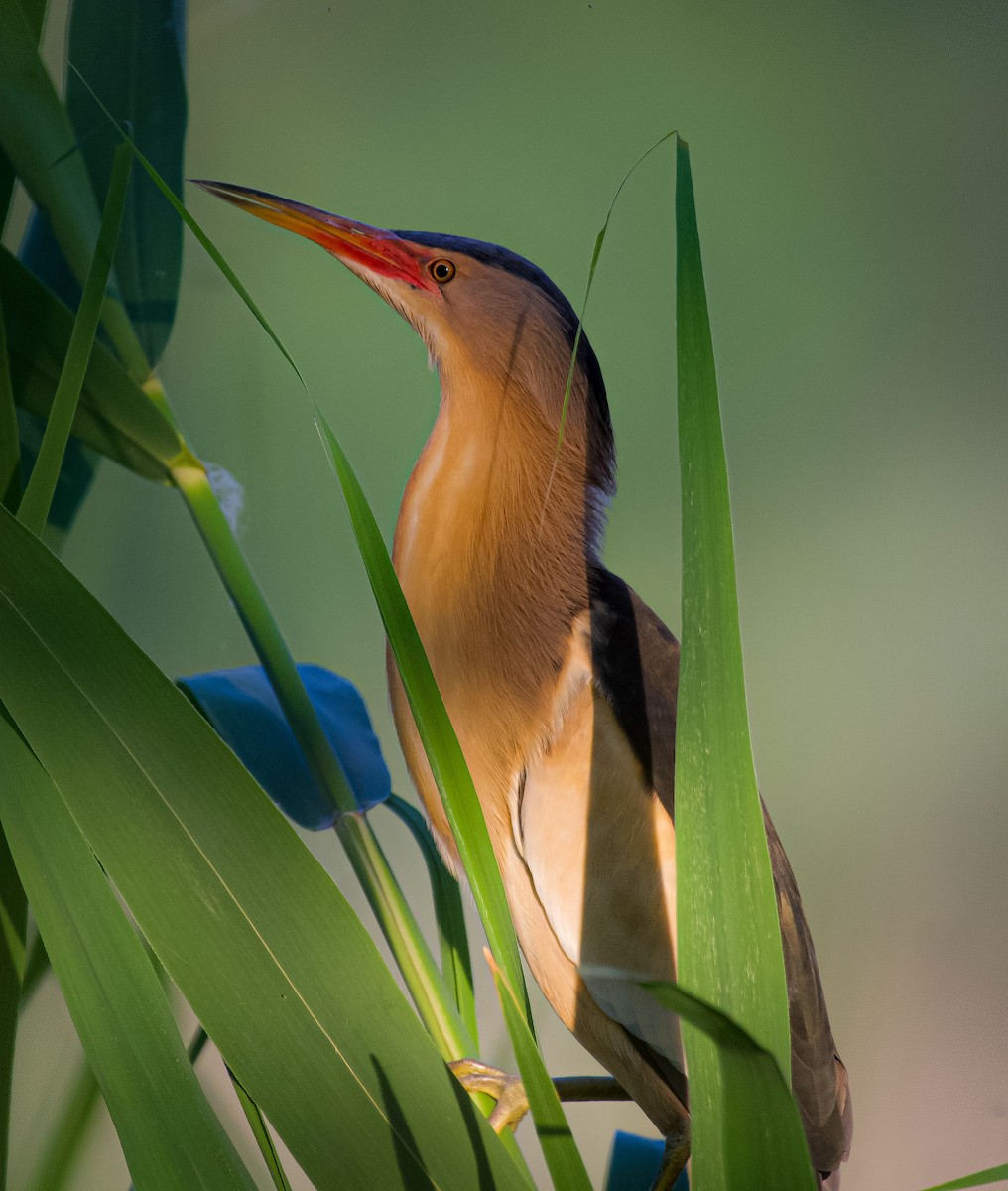 Little Bittern - Ansar Ahmad Bhat